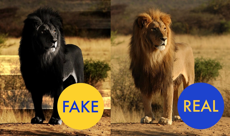 Illustration for article titled 86 Viral Images From 2014 That Were Totally Fake